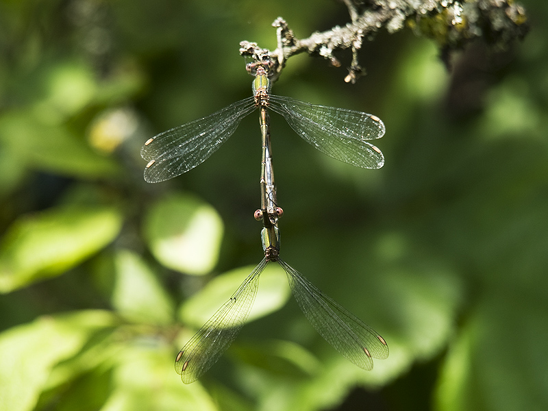 Lestes virens... o Chalcolestes viridis?